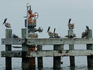 Salvando o pelicano 895